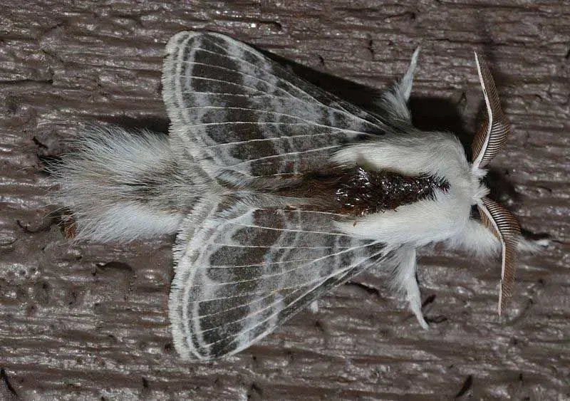 The large tolype moth has white and gray to pale scale colors on them.