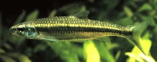 The blacknose shiners have a prominent black lateral stripe extending from the snout.