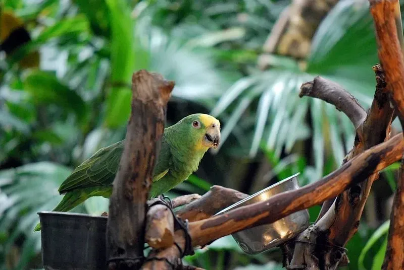 Yellow-crowned amazon bird species has a green body coloration with a yellow crown on its head.