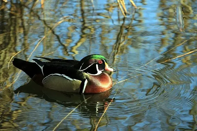 Duck wood has a body coloration of green, white, brown, black, yellow, and red.