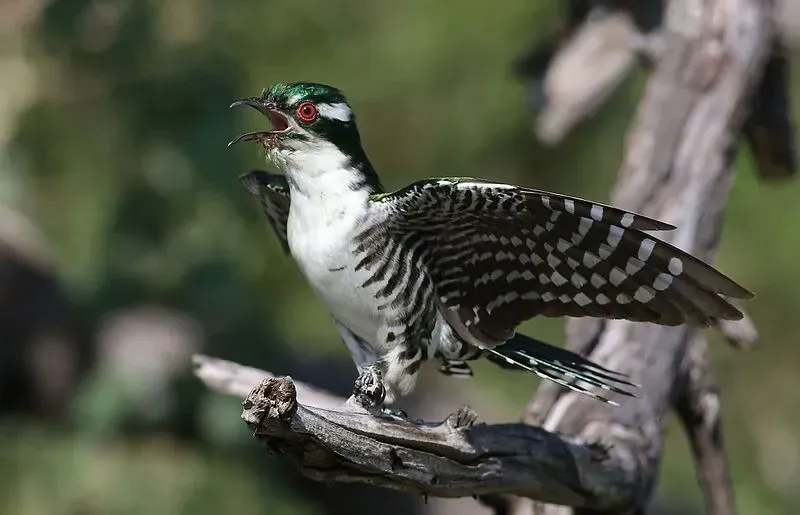 Diederik cuckoo male sings to find its mate.