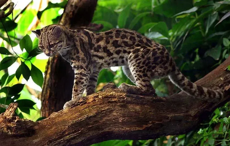 Margays or Leopardus wiedii mark their territory using urine, feces, and secretions from glands.