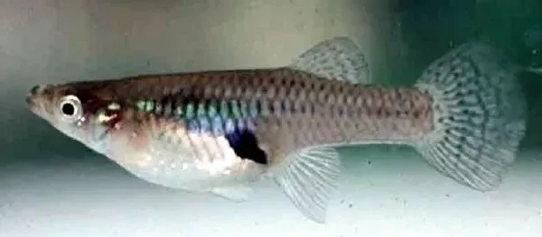Eastern mosquitofish (Gambusia holbrooki) is a freshwater fish and can adapt to saline conditions.