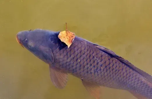 The carp is a fish species that is found in many color combinations.
