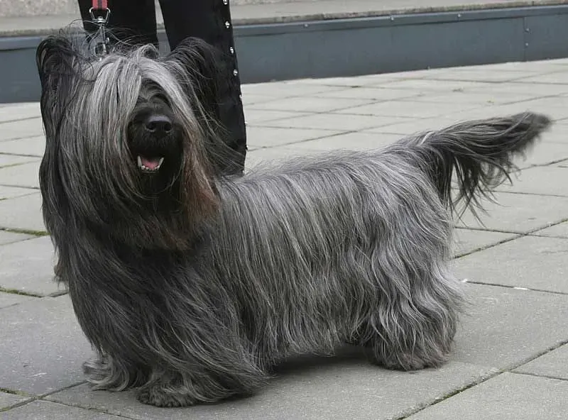 The Skye terrier has both pricked up and droopy ears, which is remarkable.