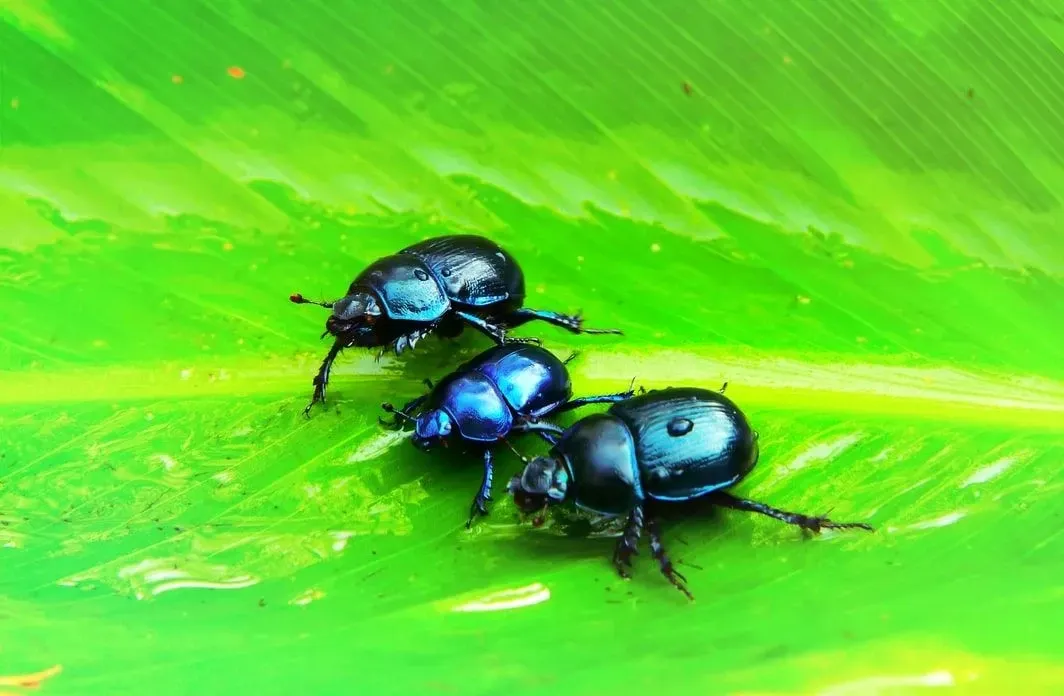 Beetles can appear in different shapes and sizes on the ground.