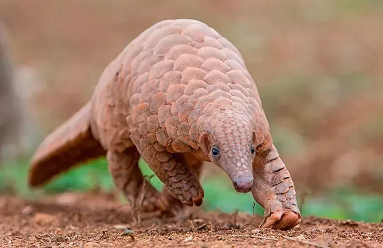 The Indian pangolin has body scales and a conical head.
