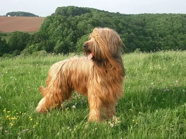 Briard facts show these fluffy dogs to be one of the most effective communicators.