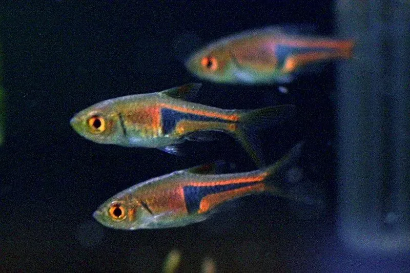 Trigonostigma espei, lambchop rasbora, is a tropical fish also known as Espe's rasbora or false harlequin rasbora.