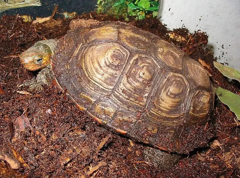 Get to know the central American wood turtle and their food habits, breeding, or habitat preference.