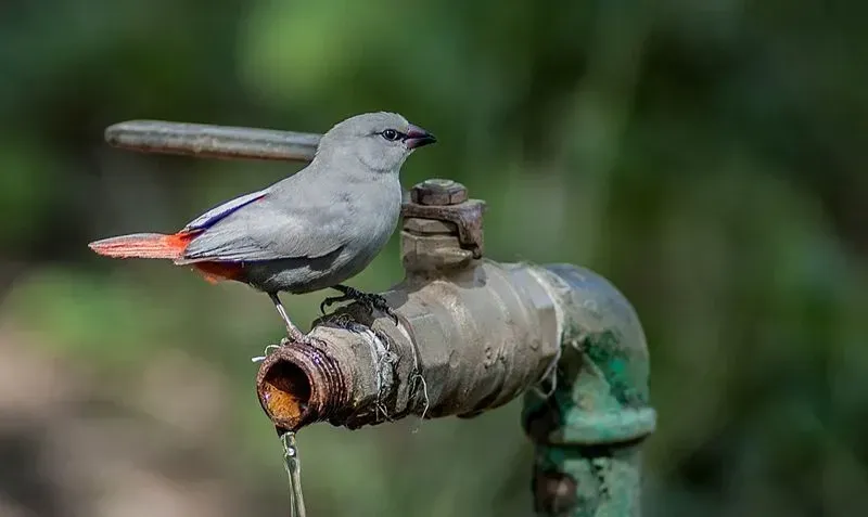 The lavender waxbill finches have red tail coverts, gray body, and crimson red beak.