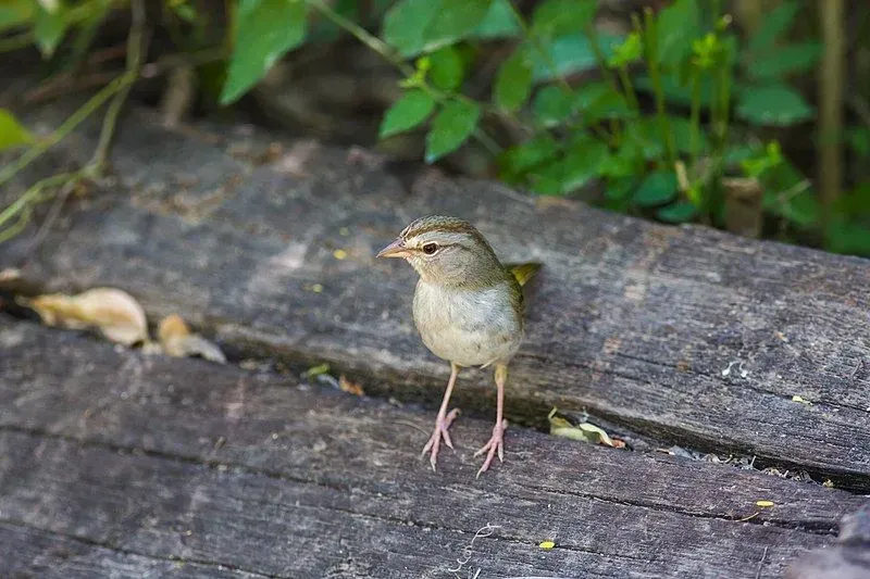 Olive sparrow has an olive-green back and belongs to the order Passeriformes, family Passerellidae and the class of Aves.