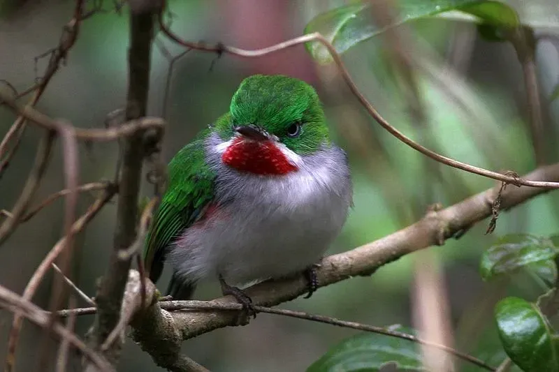Cuban tody or todus can be distinguished from other todies with its red throat.