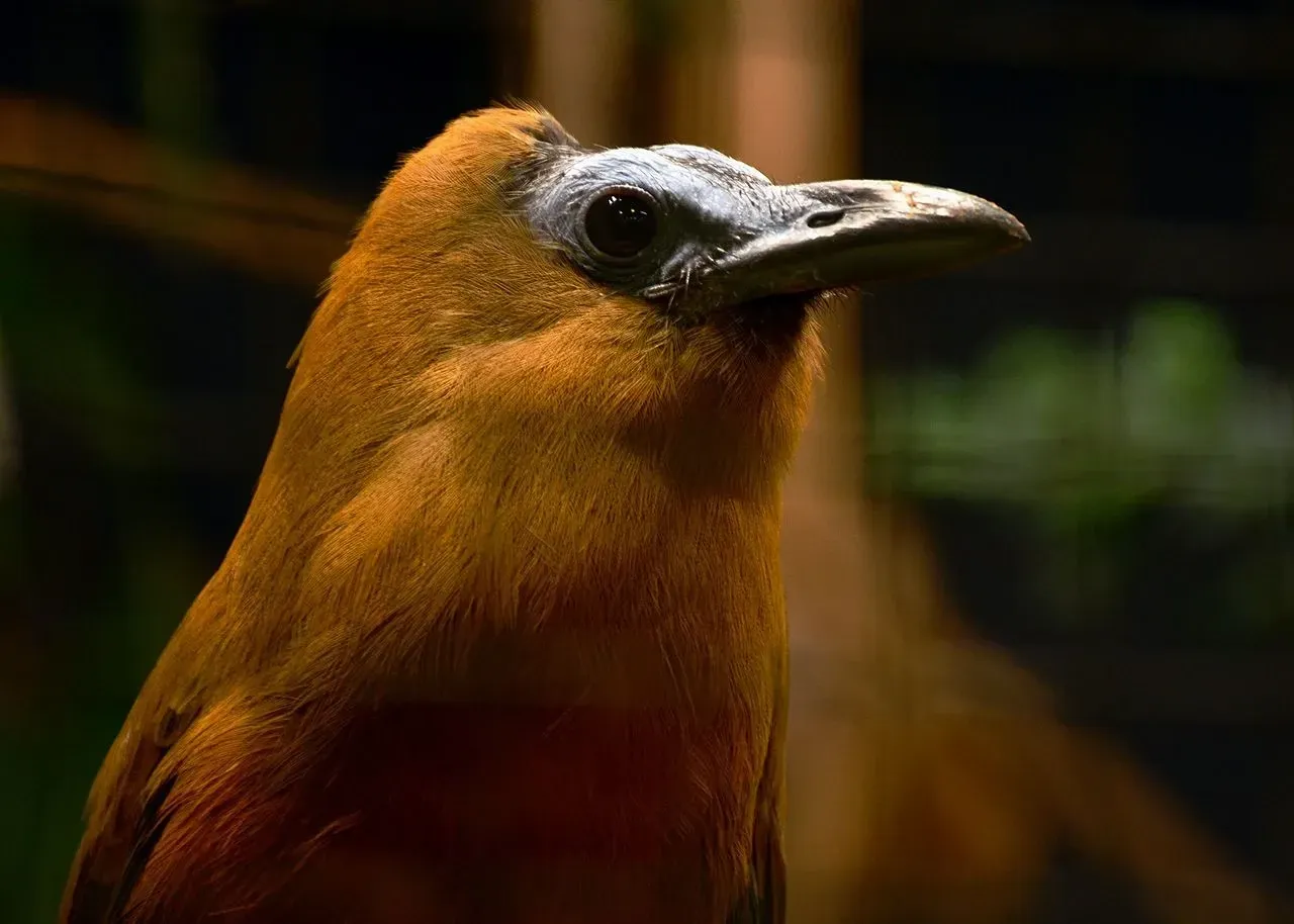 Read interesting facts about the capuchinbird, including description, length, sounds, and behavior.