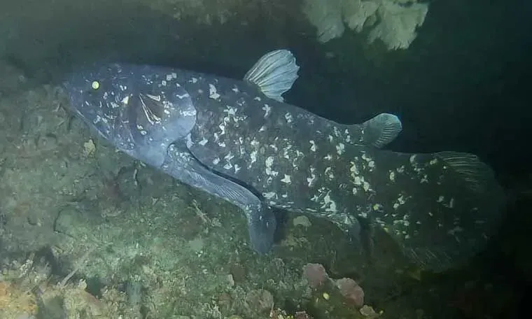 One of the most astounding coelacanth fish facts is that several species of the coelacanth have gone extinct
