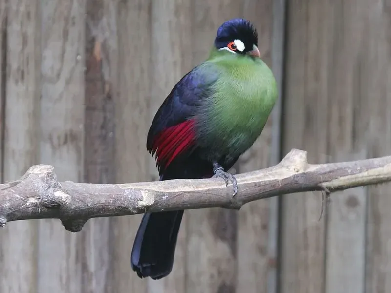 Turaco facts, colorful species of African birds.