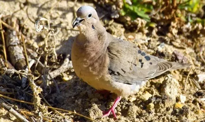 Eared dove, the most common dove species in Argentina.