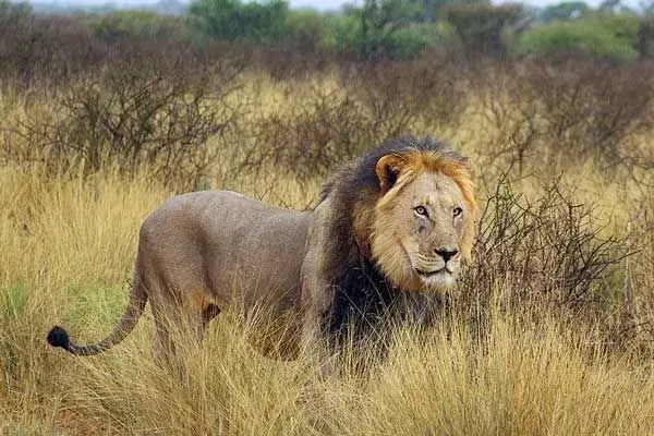 This wild lion species with a dark black mane is also known as a Kalahari Lion.
