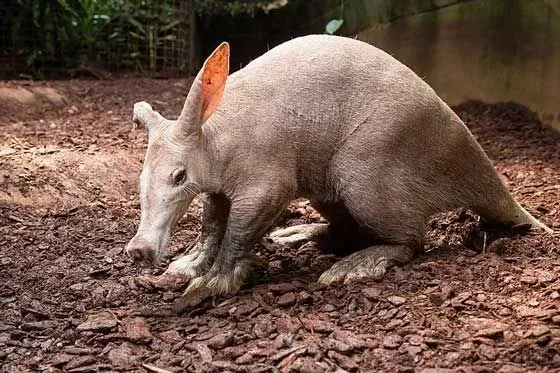 The name aardvark comes from the African language and means 'earth pig' due to its similarities with pigs.
