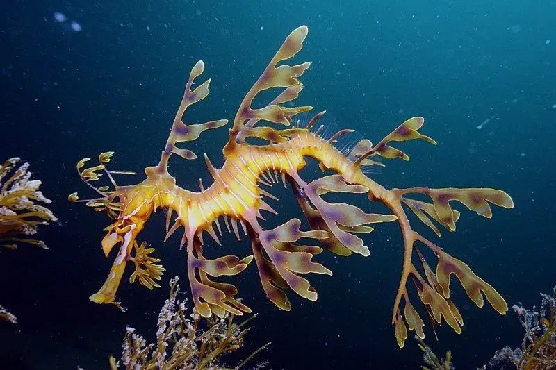 Leafy seadragons are adept at getting camouflage with the seaweed and kelp formations under the waters.
