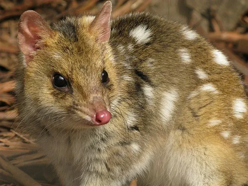 The northern quolls of the genus Dasyurus, the northern native cat, are the tiniest near-extinct animals belonging to the quoll tribe, reaching a height of a small cat.