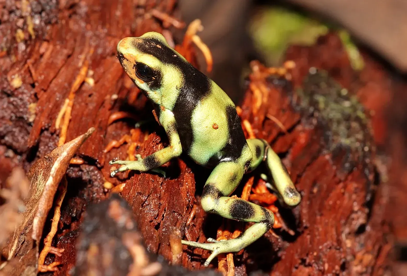 The color of the green and black poison dart frogs can also range from blackish green to brown.