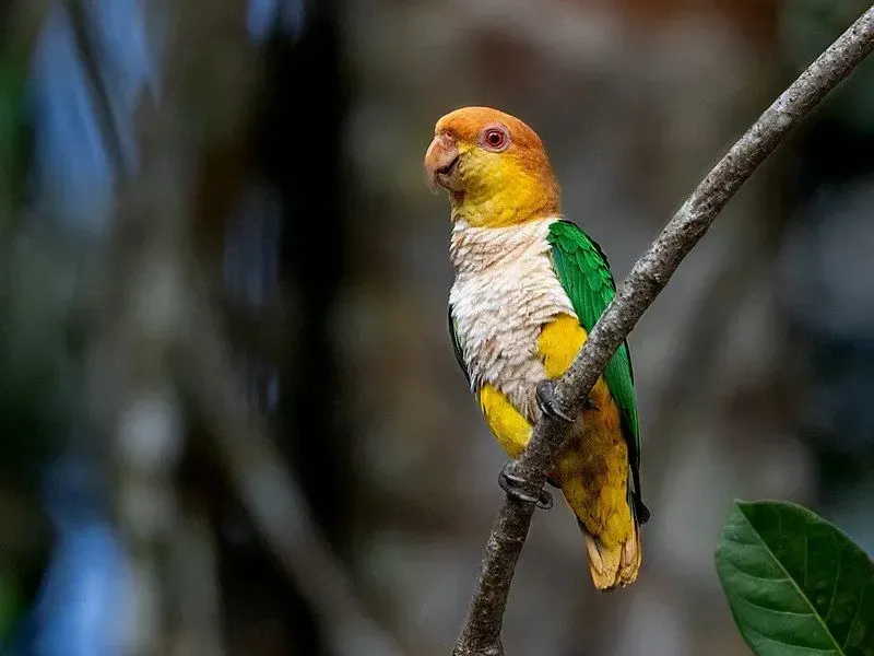 The colorful and intelligent white-bellied parrots species can live up to 40 years in captivity.