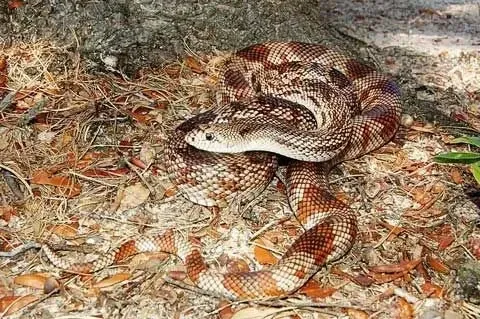 A Florida snake looks good in its territory