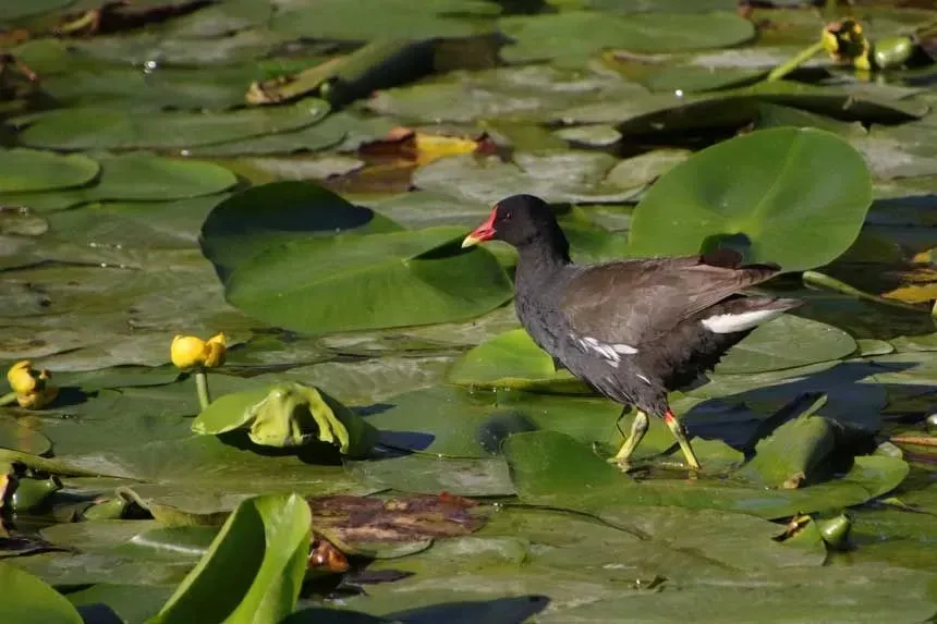 Eurasian moorhens have a red frontal shield.