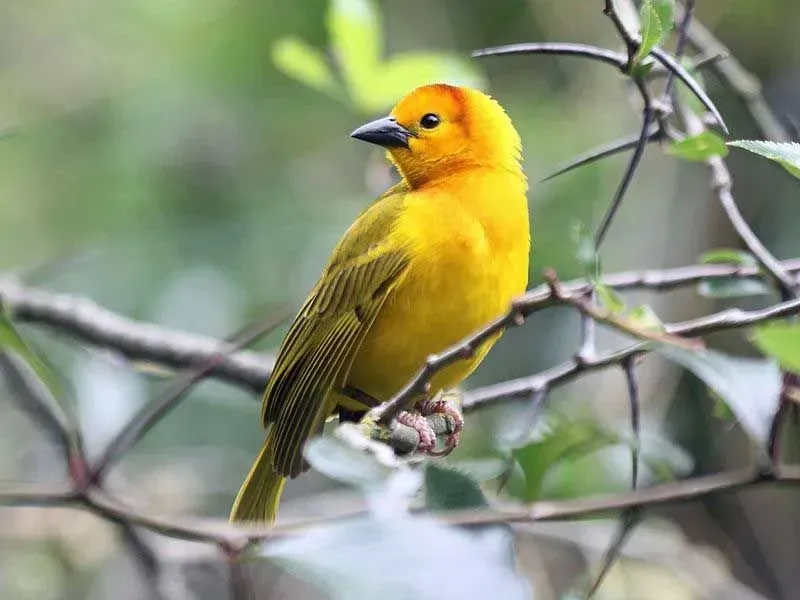 The wings and tail of the Taveta golden weavers are greenish.