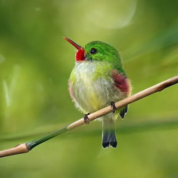 The Jamaican tody is a small and chunky bird.