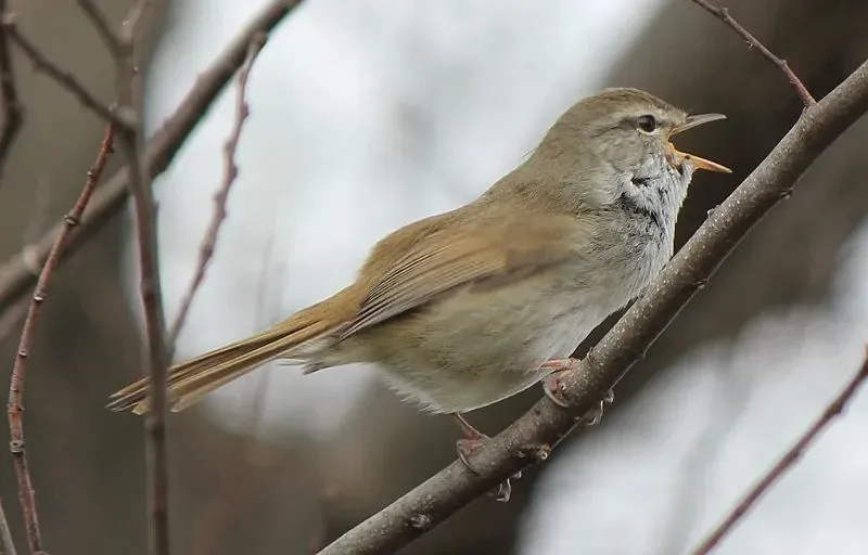 Find fun information on the Japanese bush warbler and their unique features.