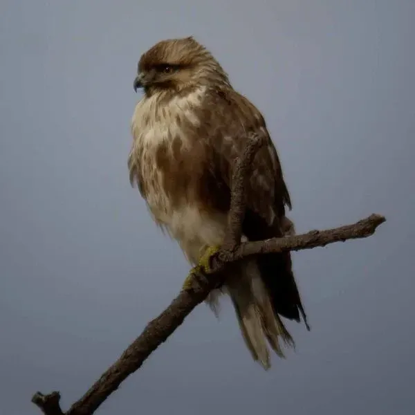 The Buteo japonicus, eastern buzzard, is brown with paler underparts.