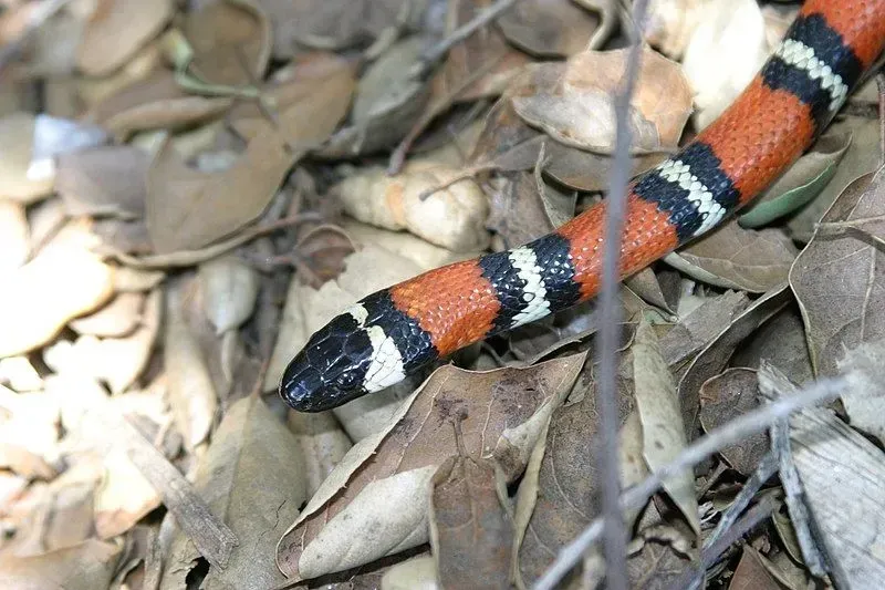Learn about nonvenomous snakes through California mountain kingsnake facts.