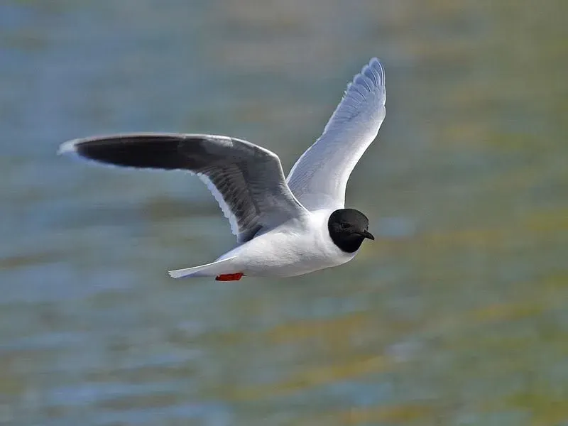 Here are some little gull and gull little facts.