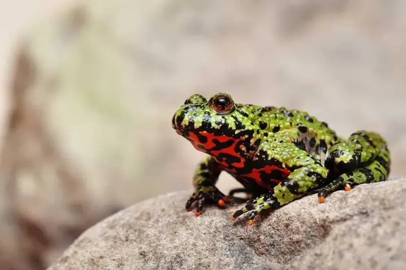 Fire-bellied toads actually make excellent pets.