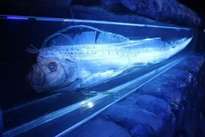 (Oarfish size can extend up to 50 ft (15.2 m) while the weight can reach up to 600 lb (272.15 kg)