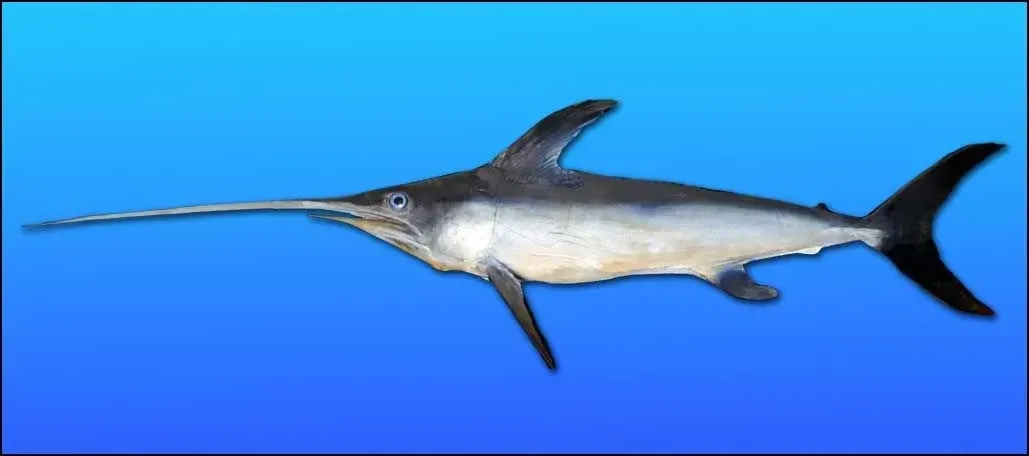 Swordfish are generally black or brown in color and the color is lighter at the undersides.