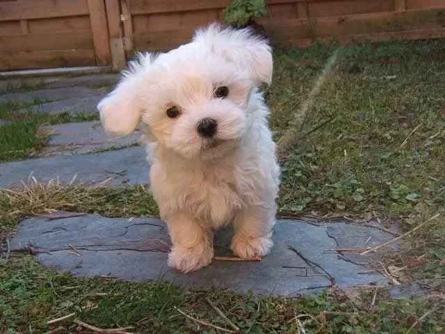 Teacup Maltese dogs are known for their pristine solid white coat over their body. It is not very dense.