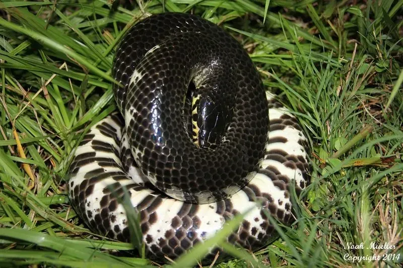 Amazing mud snake facts that will make your day.