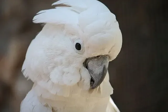 The feathers of the umbrella cockatoo are predominantly white.