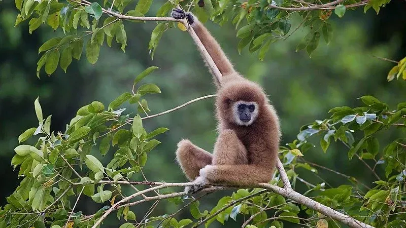 The Hainan gibbon is the rarest primate in the world and needs serious conservation efforts to avoid extinction.