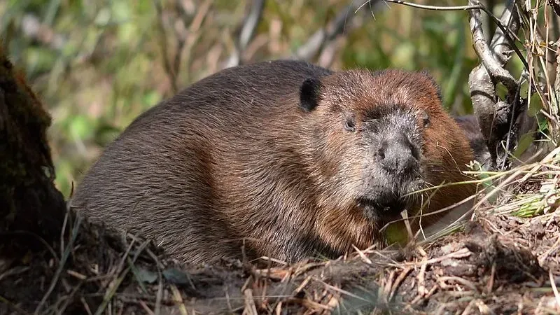 North American beaver facts are liked by beaver enthusiasts.