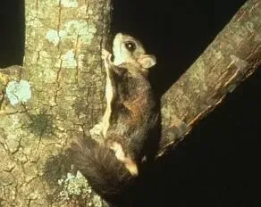 Northern flying squirrel is a nocturnal animal.