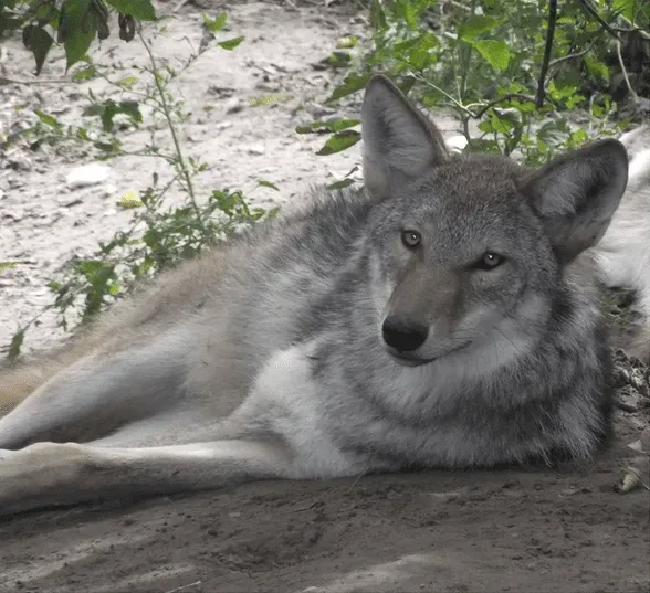 Northwestern wolves are nocturnal animals.