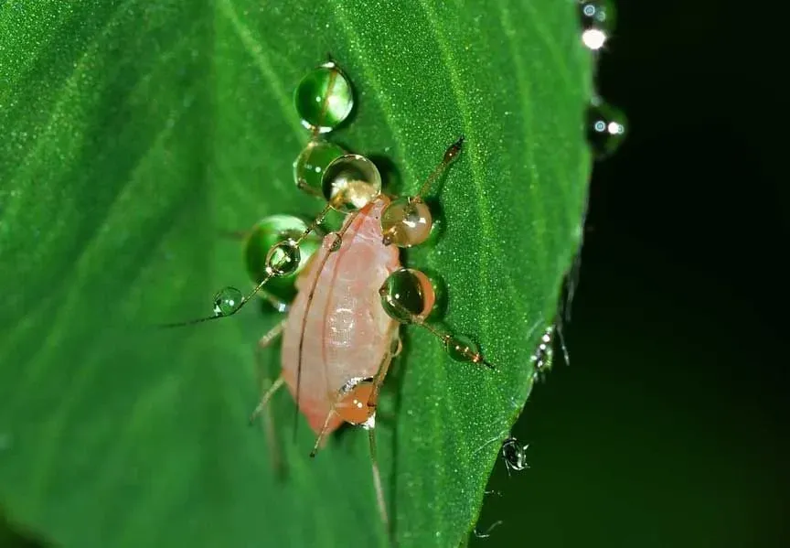 Aphids are common garden pests feeding on plant saps.