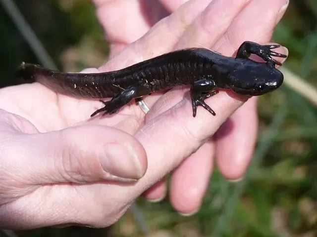 Jefferson salamanders like to stay in woodland habitats.