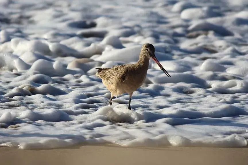 Godwit or shorebird are known as waders in Britain.