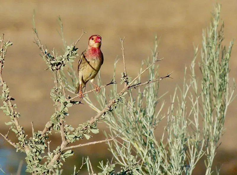 The bright plumage and bill of this weaver are some of its recognizable features.