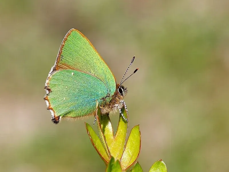 Green hairstreak has green undersides and sits with its wings closed and feeds on foodplants.